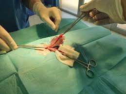 Surgical Techniques and Approaches for Feline Ovariohysterectomy
